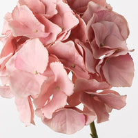 Hydrangea Dusty Pink