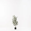 Olive Tree (w/o fruit)