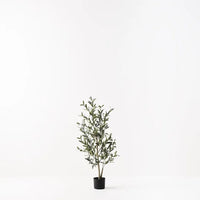 Olive Tree (w/o fruit)
