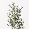 Olive Tree (w/o fruit)