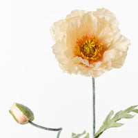 Poppy Iceland Spray | Peach