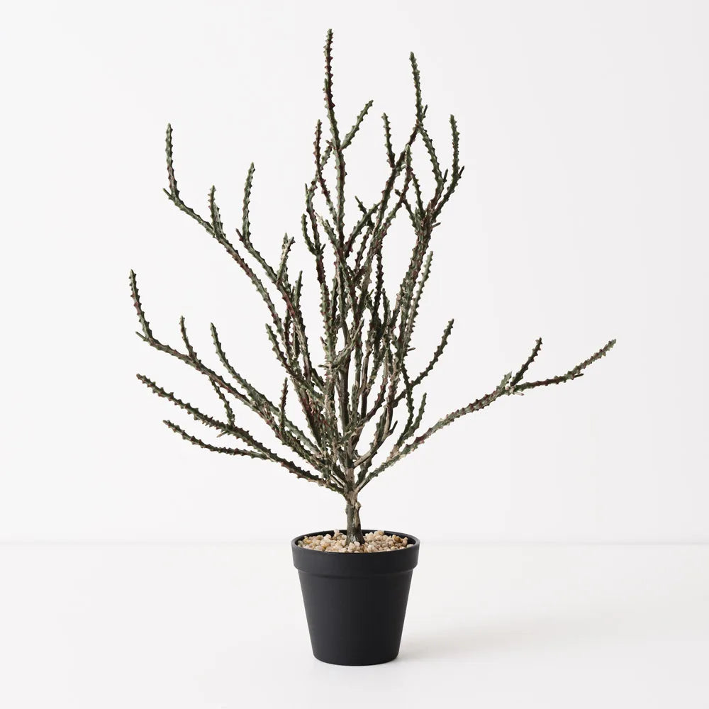 Alhagi Plant Green Brown