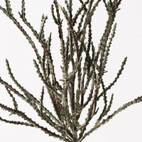 Alhagi Plant Green Brown