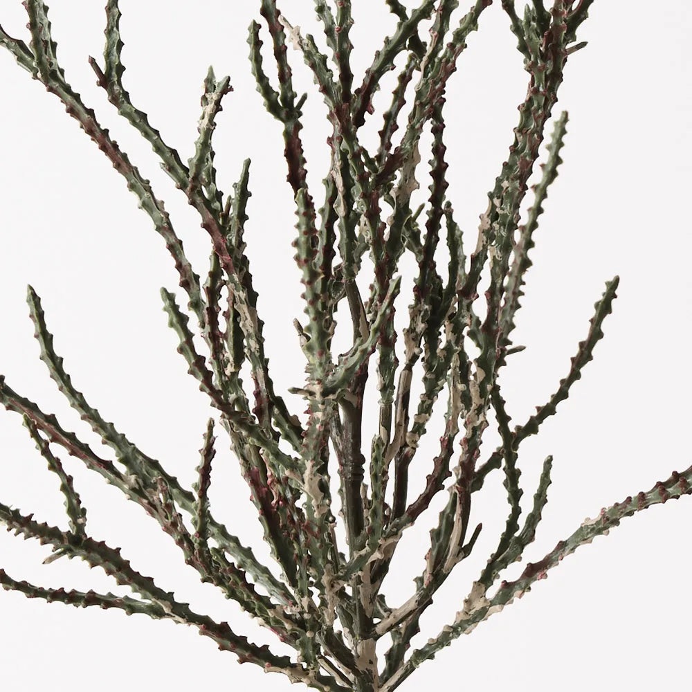 Alhagi Plant Green Brown