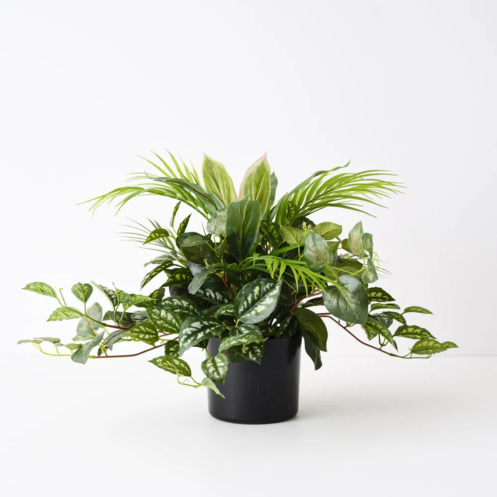 Palm Mix Plant | Green