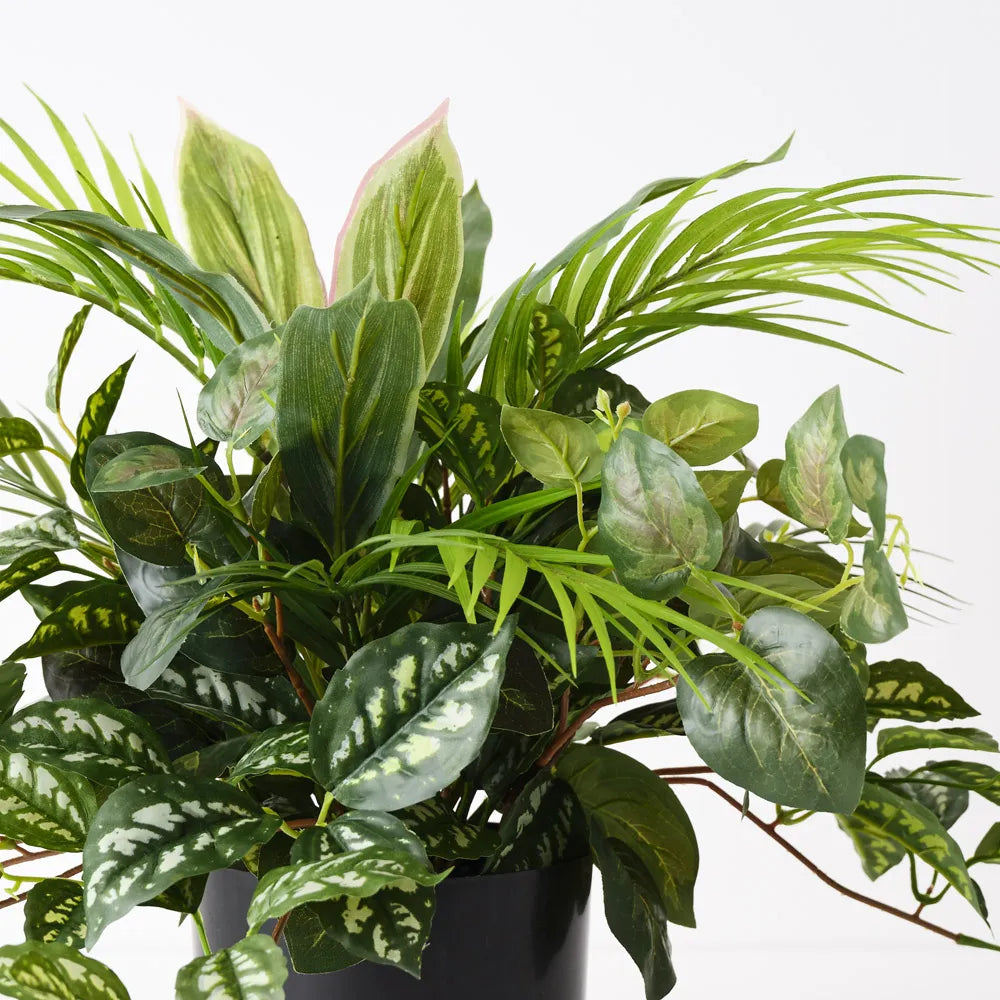 Palm Mix Plant | Green