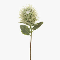 Leucospermum Hybrid