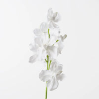 Vanda Orchid | White