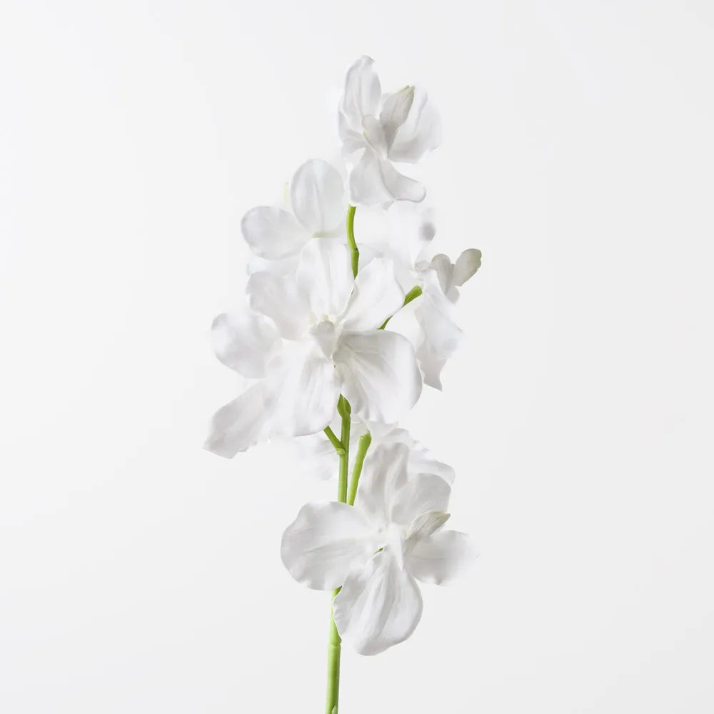 Vanda Orchid | White