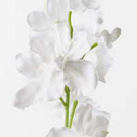 Vanda Orchid | White