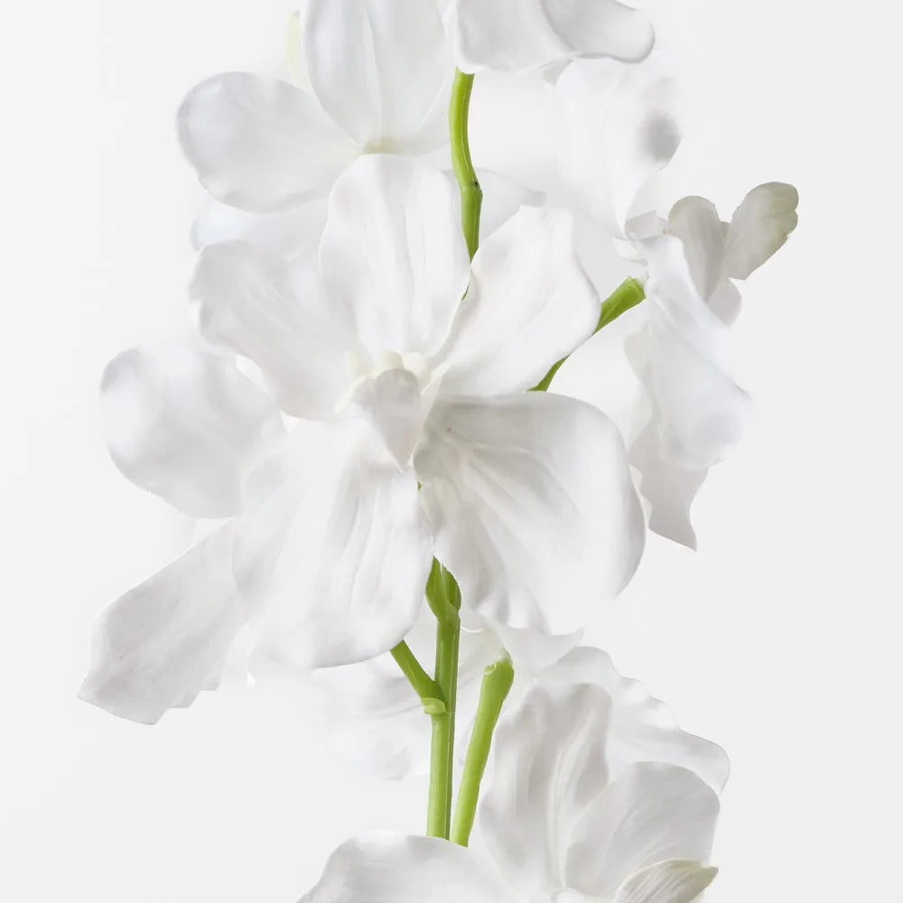 Vanda Orchid | White