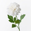 Dahlia Pompon | Winter White