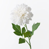 Dahlia Pompon | Winter White