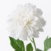 Dahlia Pompon | Winter White