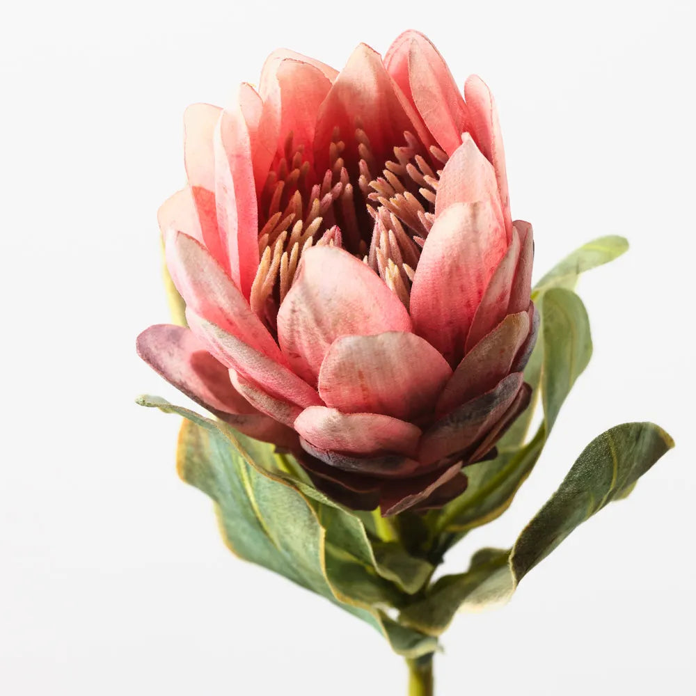 Protea Queen | Pink
