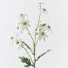 Flannel Flower Spray | White