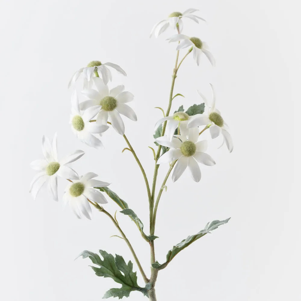 Flannel Flower Spray | White
