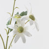 Flannel Flower Spray | White