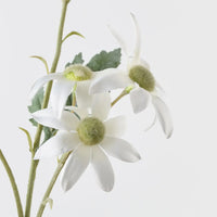 Flannel Flower Spray | White