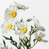 Daisy Crown Spray