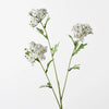 Achillea Spray | White