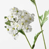 Achillea Spray | White