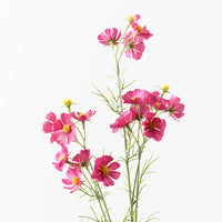 Cosmos Spray | Wine