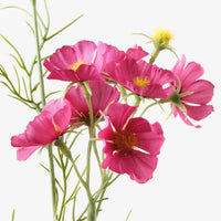 Cosmos Spray | Wine