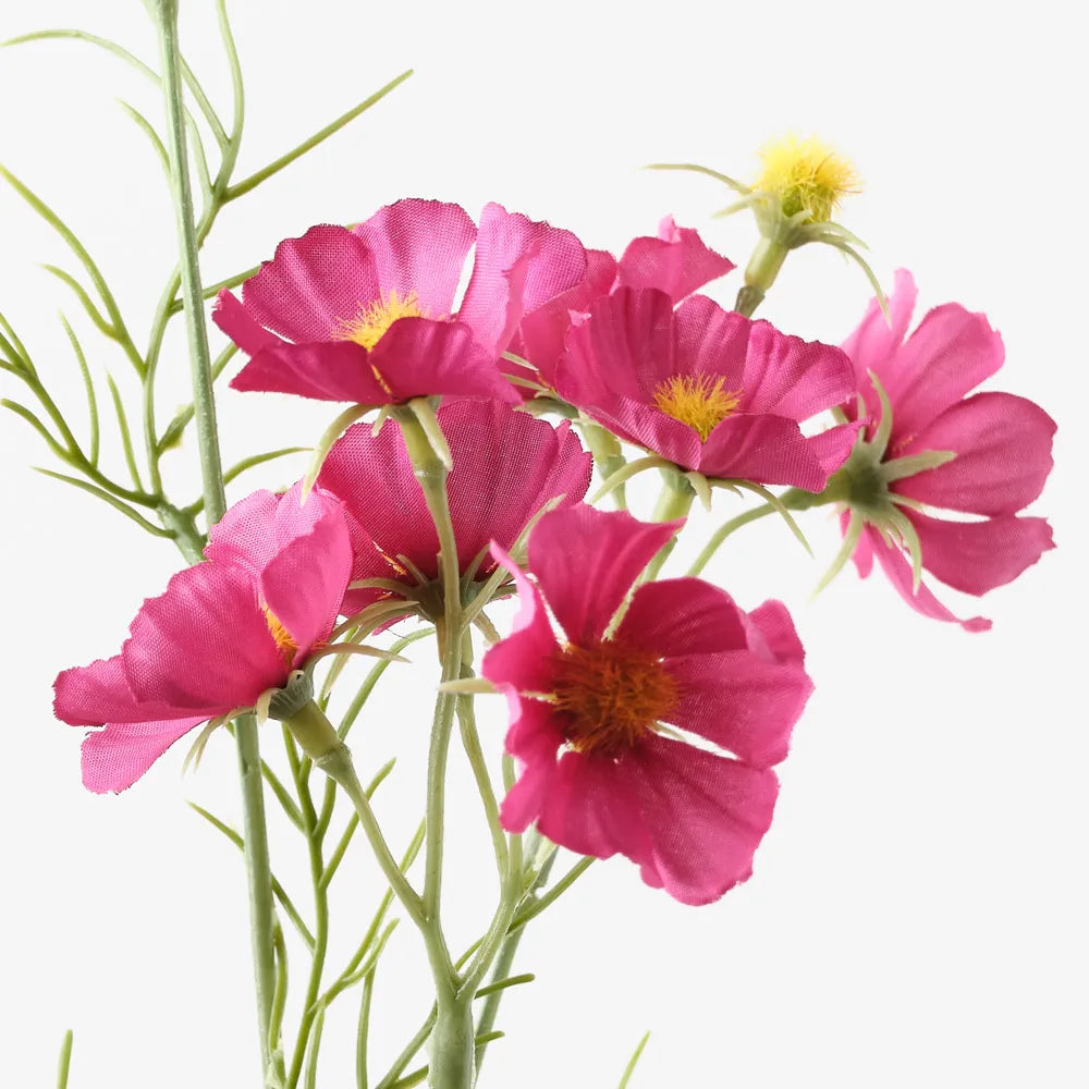 Cosmos Spray | Wine