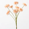 Zinnia Bundle | Peach
