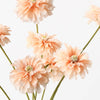 Zinnia Bundle | Peach