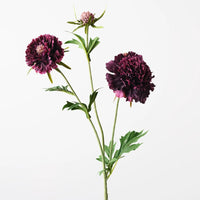 Scabiosa Spray Plum