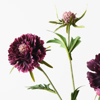 Scabiosa Spray Plum