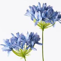 Agapanthus Spray Royal Blue