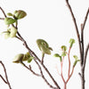 Pea Leaf Spray | Green Brown
