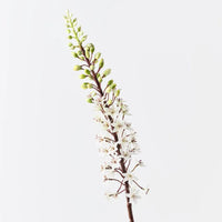 Pineapple Lily | White Green
