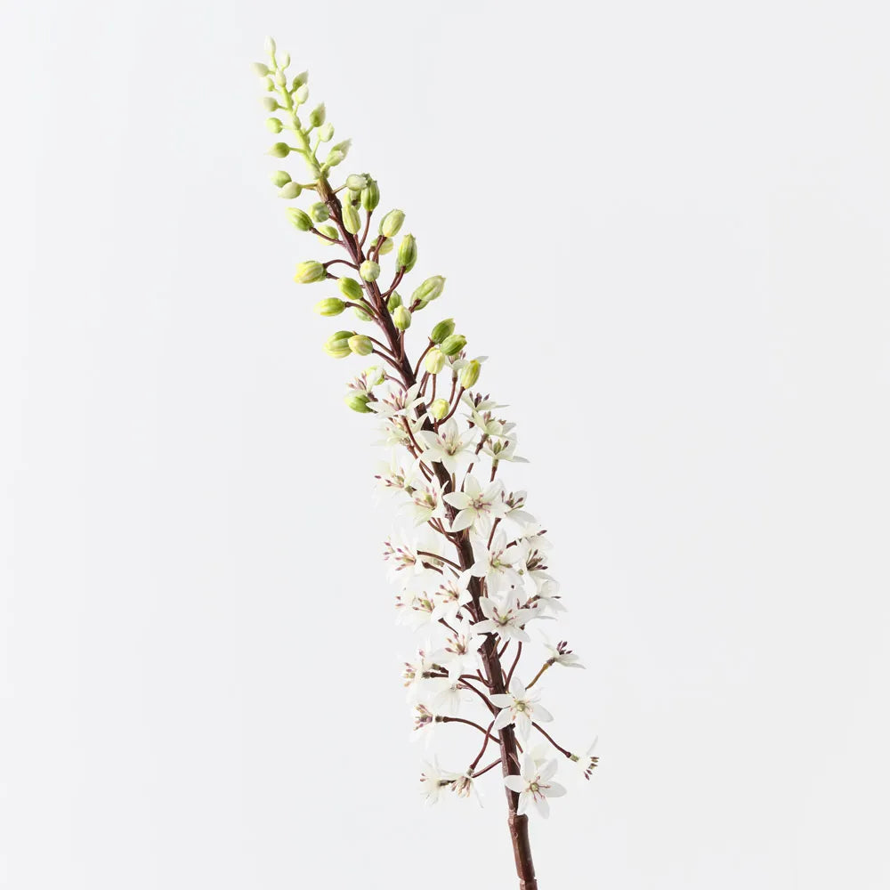 Pineapple Lily | White Green