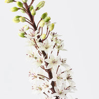 Pineapple Lily | White Green
