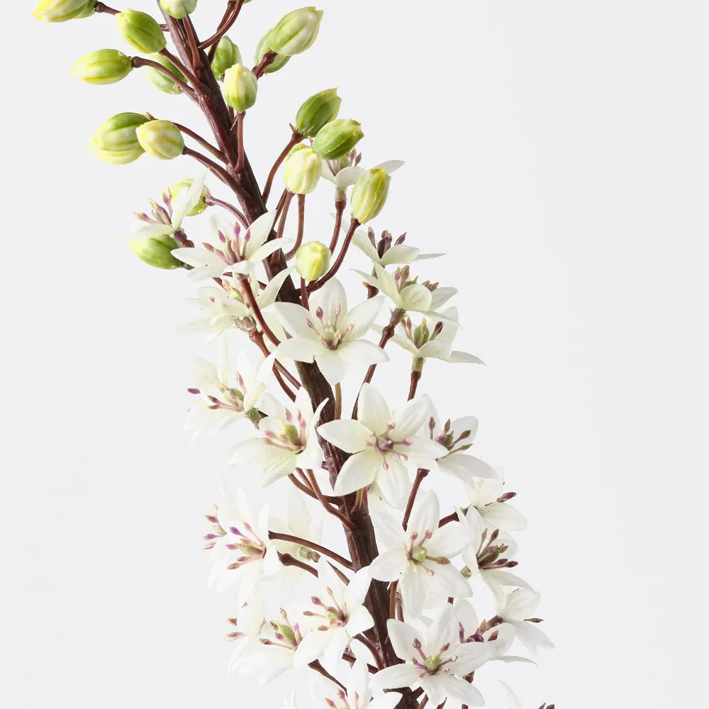 Pineapple Lily | White Green
