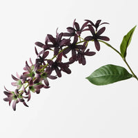 Petrea Queen Spray Dark Purple