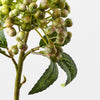 Berry Pick | Green Pink