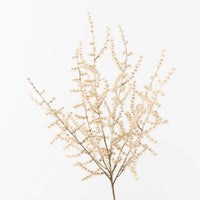 Wild Asparagus Fern Bush | Ivory