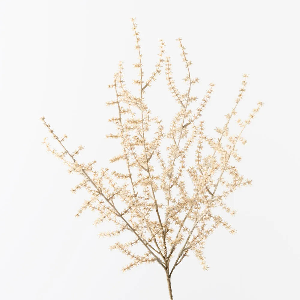Wild Asparagus Fern Bush | Ivory