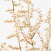 Wild Asparagus Fern Bush | Ivory