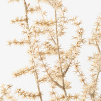 Wild Asparagus Fern Bush | Ivory