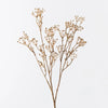 Talinum Seed Spray | Coffee
