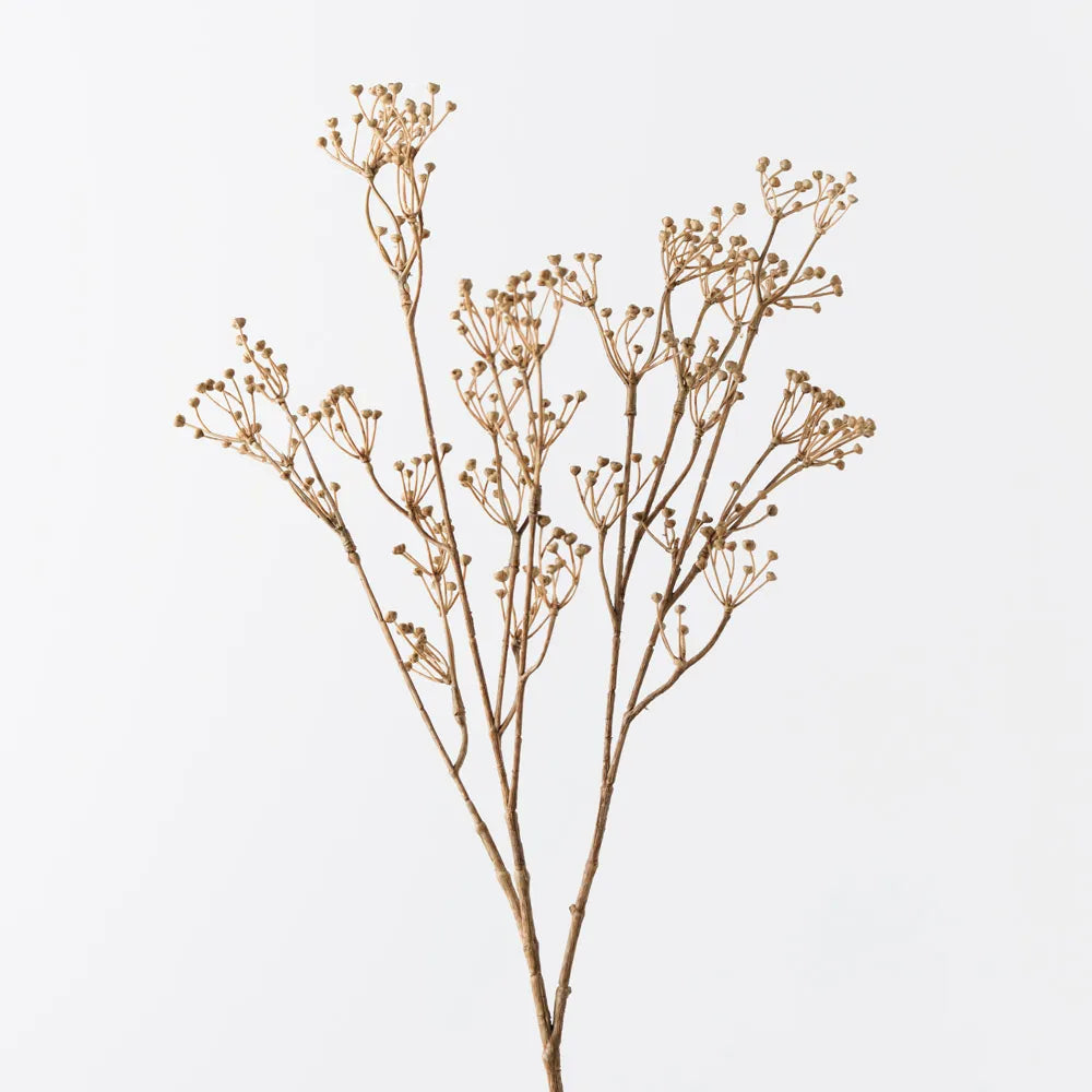 Talinum Seed Spray | Coffee