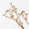Talinum Seed Spray | Coffee