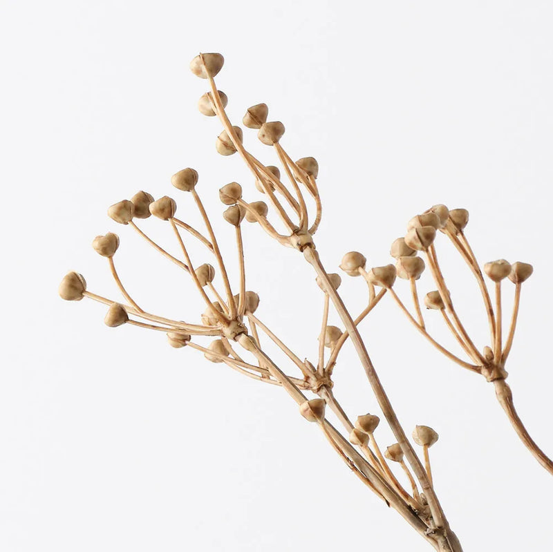 Talinum Seed Spray | Coffee
