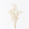 Talinum Seed Spray | Ivory